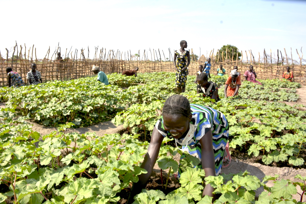 4,000 farmers in South Sudan find strength in teamwork and helping each